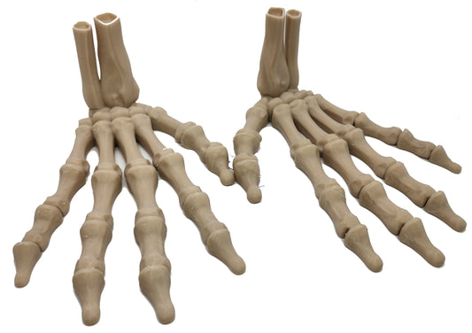 The Articulating Skeleton Hand Sculpture (Left or Right) / Fidget Toy