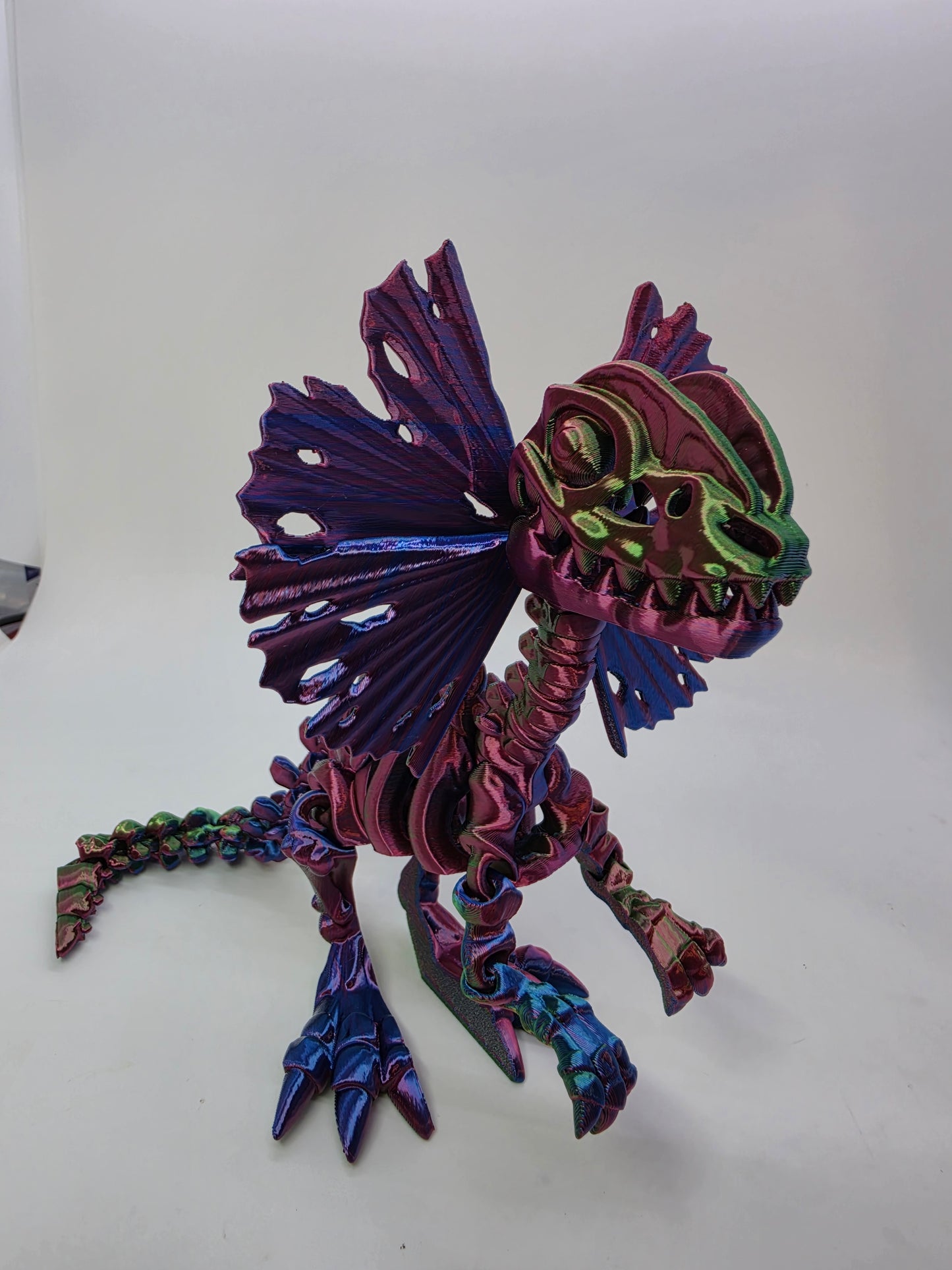 Skeleton Dilophosaurus – Articulated Tri-Color Fossil Dinosaur