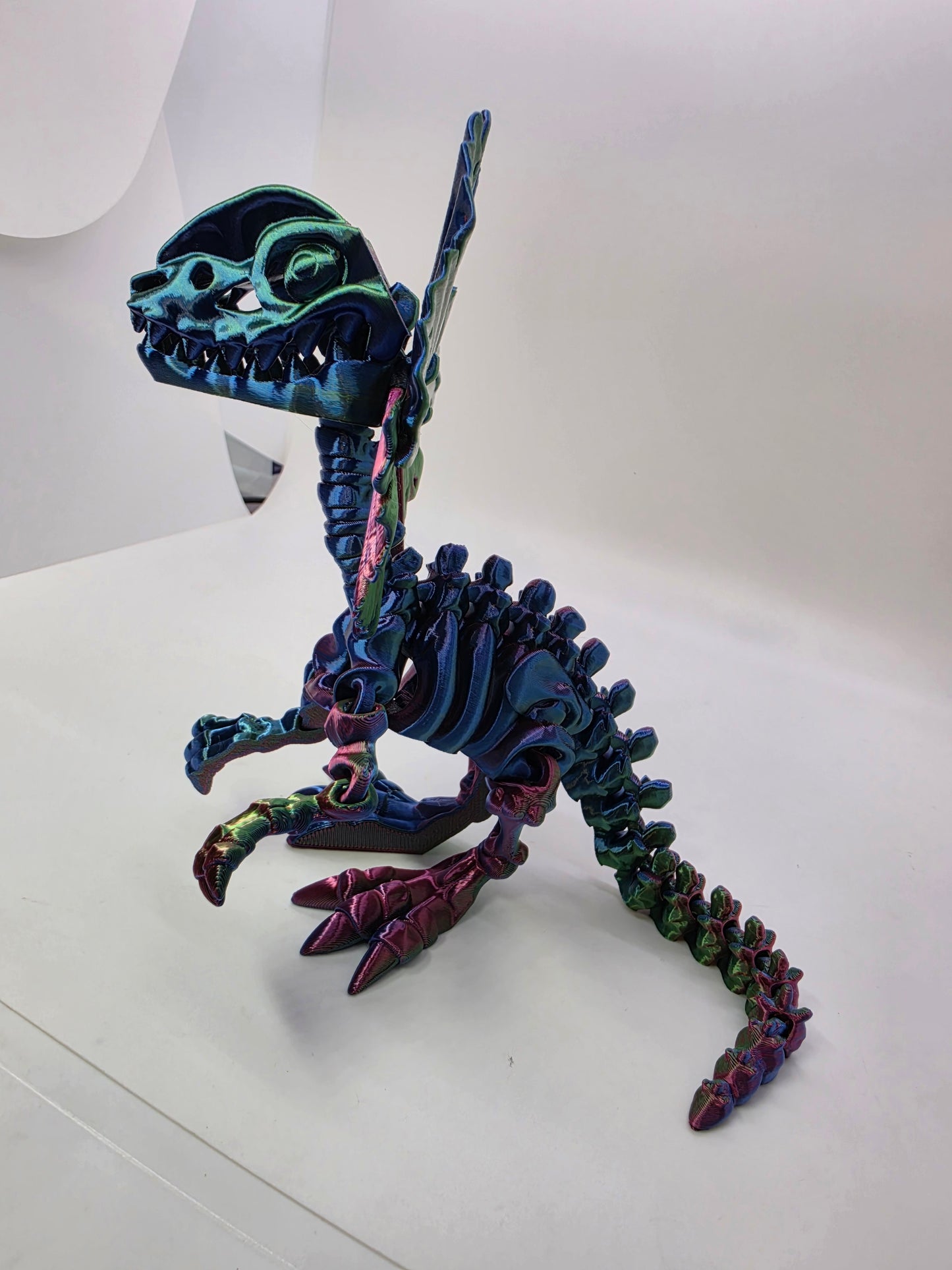 Skeleton Dilophosaurus – Articulated Tri-Color Fossil Dinosaur